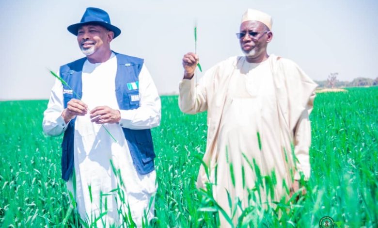 Jigawa governor reaffirms commitment to Nigeria’s wheat sufficiency Jigawa governor reaffirms commitment to Nigeria’s wheat sufficiency