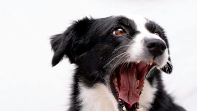 Anambra treats 156 dog bites in two years – Official