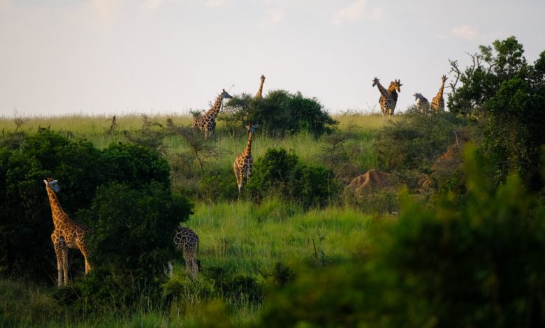 West African wildlife sanctuary becomes hub of insecurity