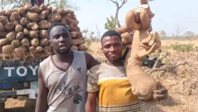 Bandits demand N30 million ransom for release of abducted Bauchi farmers