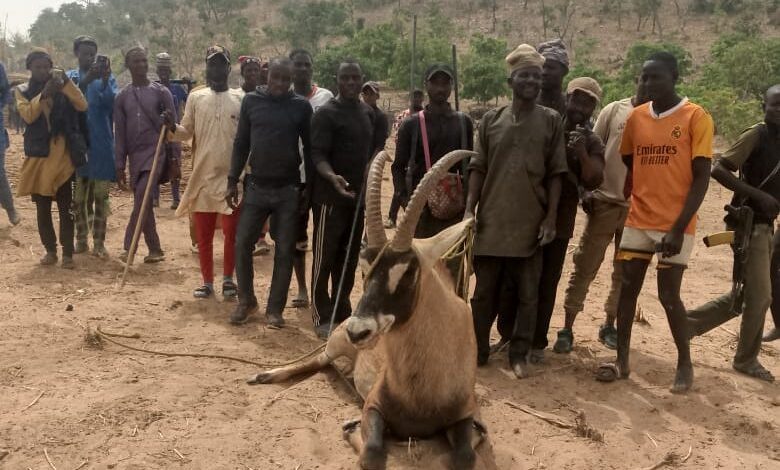 Rangers, hunters rescue rare antelope in Bauchi