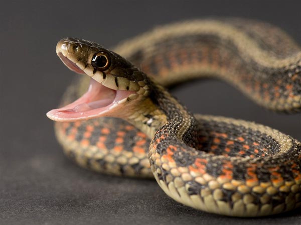 Governor’s aide brings snake to govt house, APC reacts