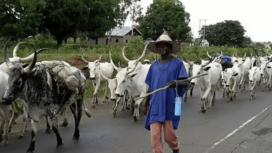 Enrollment rises in Zamfara nomadic schools – Official