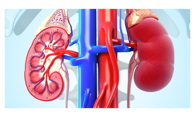 HEALTH WATCH: 10 ways to keep your kidney healthy — Dr Daniel Otokpa HEALTH WATCH: 10 ways to keep your kidney healthy — Dr Daniel Otokpa