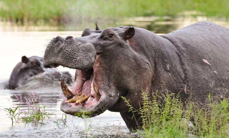50 hippopotamuses killed by poisoning in Congo 50 hippopotamuses killed by poisoning in Congo