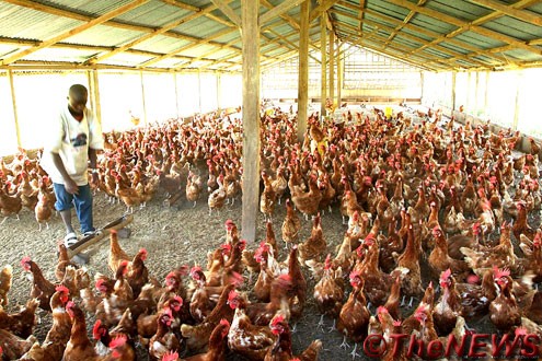 Bird Flu Outbreak: Borno poultry farmers count losses Bird Flu Outbreak: Borno poultry farmers count losses
