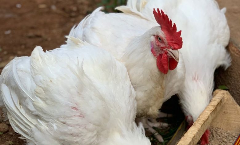 Court jails two for stealing chickens Court jails two for stealing chickens
