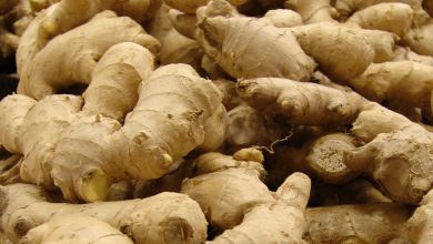 Ginger farmers seek intervention for seedlings, security