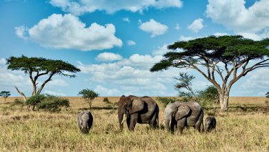 Nigeria’s Wildlife Protection Bill passes final reading in Reps