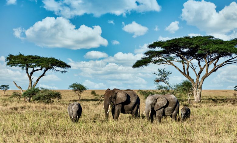 Nigeria’s Wildlife Protection Bill passes final reading in Reps Nigeria’s Wildlife Protection Bill passes final reading in Reps
