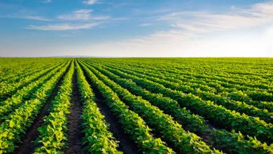 Nigeria, IFAD sign 8 million finance pact to boost agricultural productivity