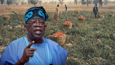 Midterm Review: How Nigeria’s agriculture sector fared in two years of Tinubu’s leadership