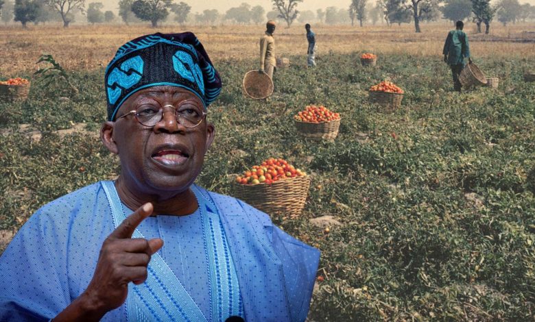 Midterm Review: How Nigeria’s agriculture sector fared in two years of Tinubu’s leadership Midterm Review: How Nigeria’s agriculture sector fared in two years of Tinubu’s leadership