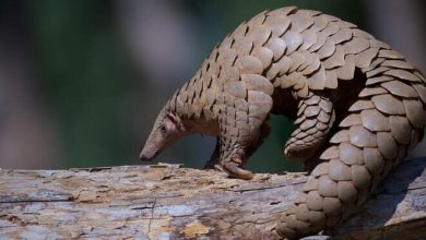 Nigerian Navy arrests two suspects trafficking pangolin scales