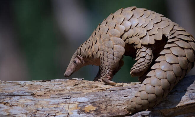 Nigerian Navy arrests two suspects trafficking pangolin scales Nigerian Navy arrests two suspects trafficking pangolin scales