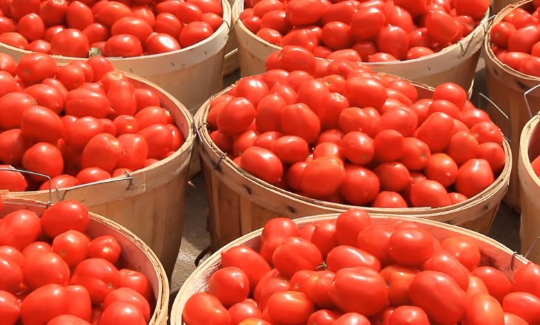 Farmers, consumers lament skyrocketed prices of tomato in Nigerian markets Farmers, consumers lament skyrocketed prices of tomato in Nigerian markets