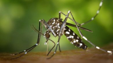 Lagos nears malaria elimination, set to become first in West Africa