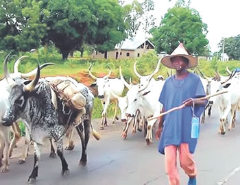 Don’t encroach on grazing routes, forests, Katsina governor warns residents Don’t encroach on grazing routes, forests, Katsina governor warns residents