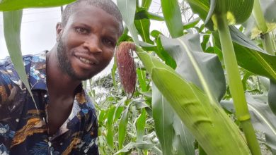 INTERVIEW: How I use AI to promote food security – Farmer