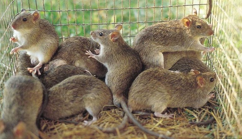 Hope for Nigerians as potential Lassa fever vaccine passes major hurdle Hope for Nigerians as potential Lassa fever vaccine passes major hurdle