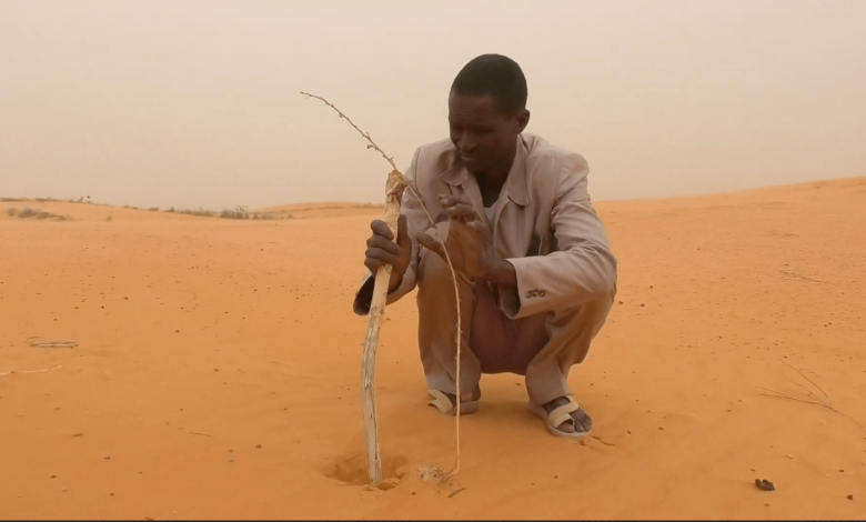 Consumed by Terror: Insecurity, other factors threaten Africa’s ambitious Great Green Wall (II) Consumed by Terror: Insecurity, other factors threaten Africa’s ambitious Great Green Wall (II)