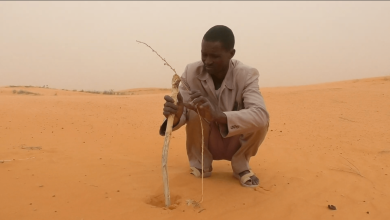 Consumed by Terror: Africa’s ambitious Great Green Wall faces crucial threat (1)