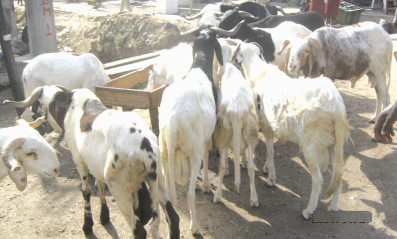 Sallah: Ram prices soar as traders lament low sales