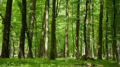 Climate Change: Nigeria to plant 20 billion trees – Shettima