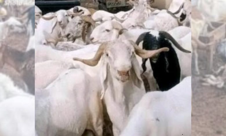 Sallah: As ram prices remain high, Muslims turn to alternatives Sallah: As ram prices remain high, Muslims turn to alternatives