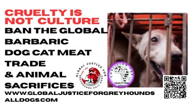 Group Calls for ban on dog meat trade, ritual animal sacrifices in Nigeria