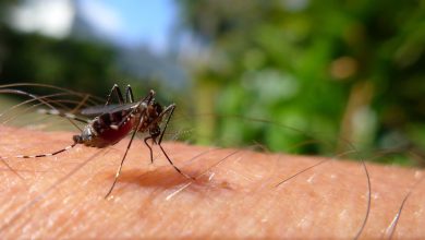 FCT targets 983,497 children for 2025 malaria campaign