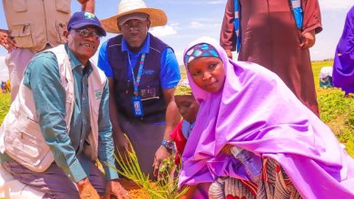 Jigawa ACReSAL, FAO launch land restoration initiative
