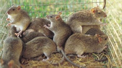 Lassa Fever: Ondo records upward trend with seven new cases, one death