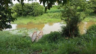 Inside Anambra, Imo communities where flooding forces farmers to harvest crops prematurely