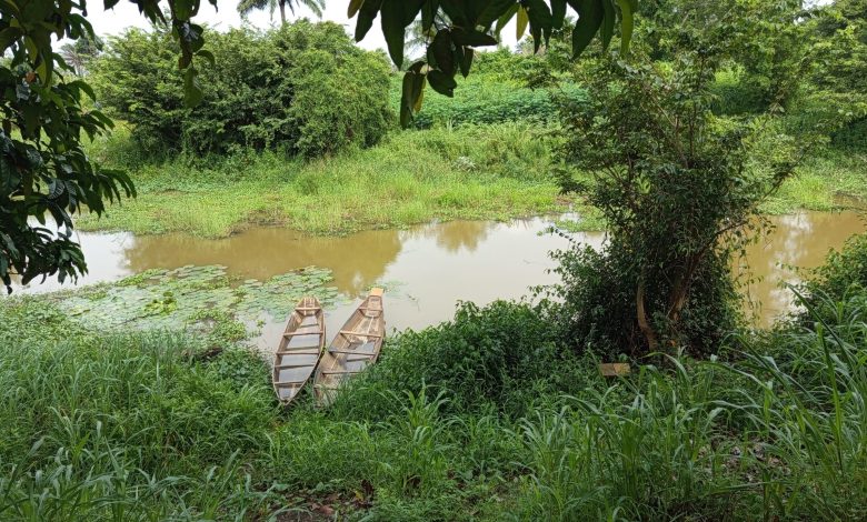 Inside Anambra, Imo communities where flooding forces farmers to harvest crops prematurely Inside Anambra, Imo communities where flooding forces farmers to harvest crops prematurely