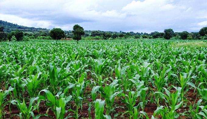 Kaduna farmers abandon maize, grains for vegetables Kaduna farmers abandon maize, grains for vegetables
