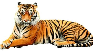 Tiger kills worker at Jerusalem’s Biblical Zoo