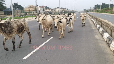 Senator seeks establishment of ranches in all Nigerian LGAs, gives reasons