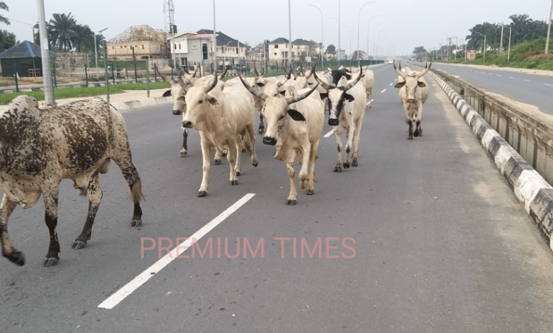 Senator seeks establishment of ranches in all Nigerian LGAs, gives reasons Senator seeks establishment of ranches in all Nigerian LGAs, gives reasons