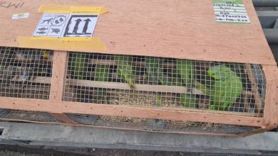 Customs intercepts 1,600 exotic birds at Lagos airport