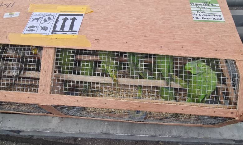Customs intercepts 1,600 exotic birds at Lagos airport Customs intercepts 1,600 exotic birds at Lagos airport
