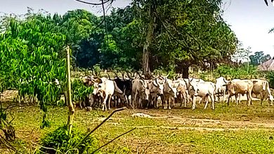 Man, dozens of cattle killed in Bauchi farmer-herder clash