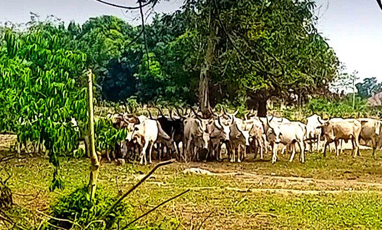 Man, dozens of cattle killed in Bauchi farmer-herder clash Man, dozens of cattle killed in Bauchi farmer-herder clash