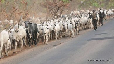 Blood and Beef: Sahel’s armed groups now use cattle rustling to fund violence
