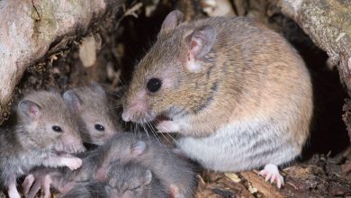 Nigeria joins .4m international push for Lassa fever vaccine