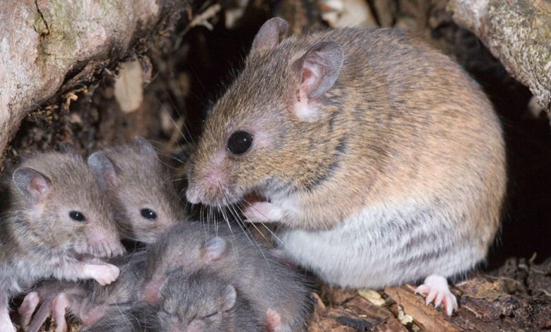 Nigeria joins .4m international push for Lassa fever vaccine