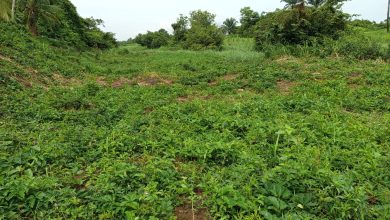 Nigeria expands agro-industrial footprint with new processing hub