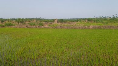 SPECIAL REPORT: Despite huge investments, Nigeria’s rice production can’t meet local consumption