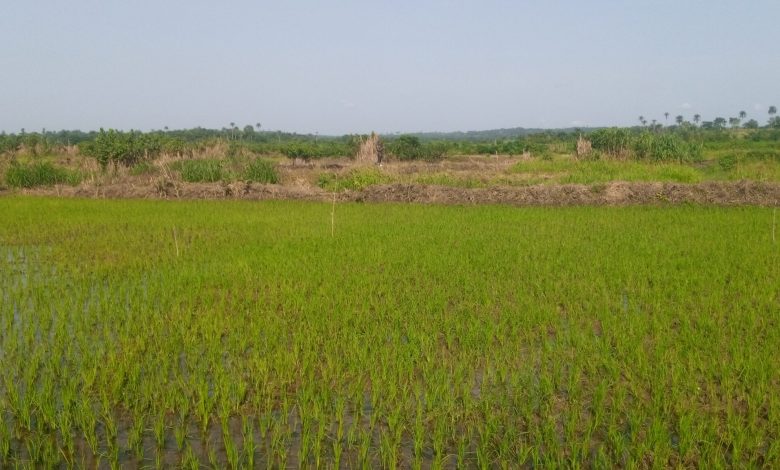 SPECIAL REPORT: Despite huge investments, Nigeria’s rice production can’t meet local consumption