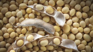 American Soybean Association expands partnership in Nigeria